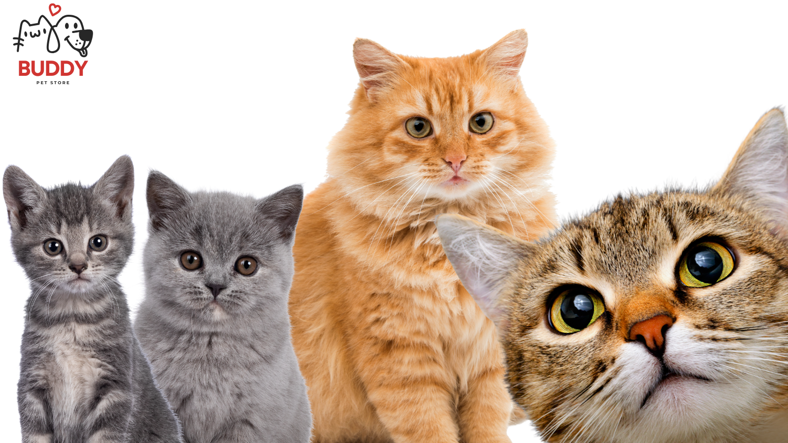 Gatos