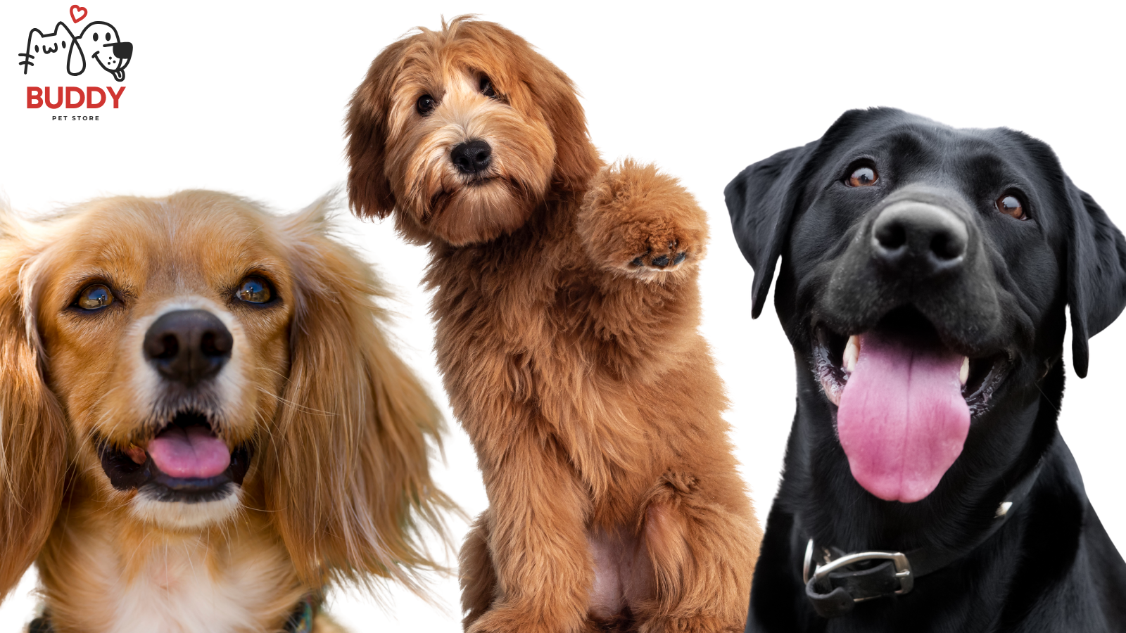 Perros